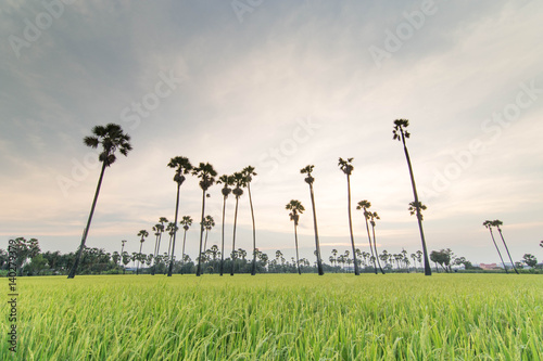 sugar palm tree and rice field on sunset in Pathumtani ,Thailand