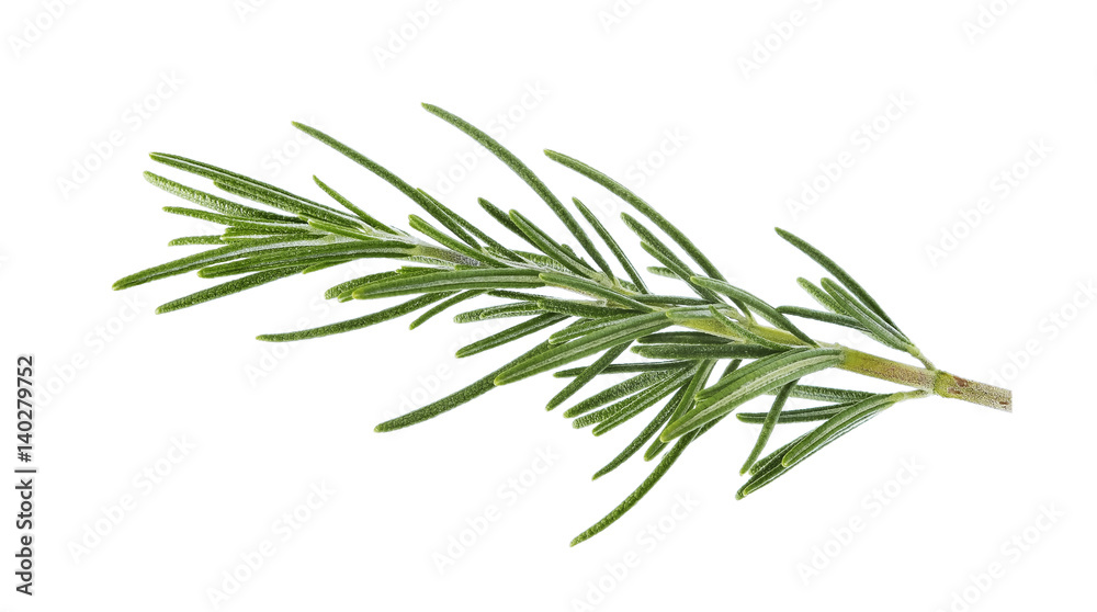 rosemary isolated on white background.