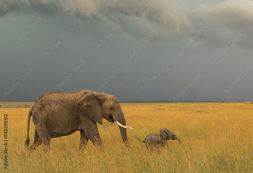 Ταπετσαρία Mother and baby elephant
