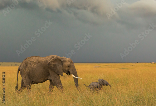 Mother and baby elephant © jody