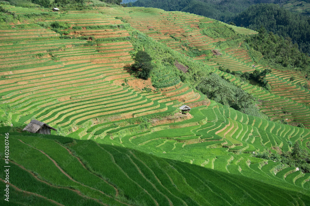 Green Terraced ,Rice Field motion by strong wind,motion blur