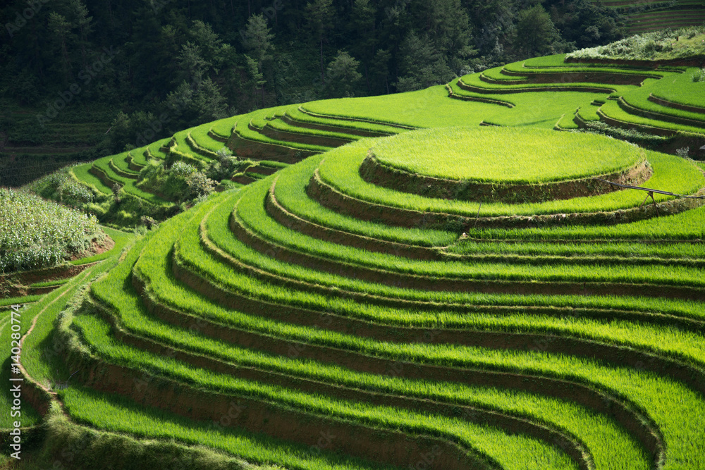 Green Terraced ,Rice Field motion by strong wind,motion blur Green Terraced ,Rice Field motion by strong wind,motion blur