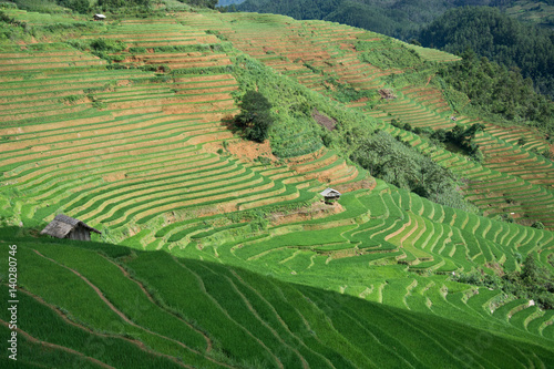 Green Terraced ,Rice Field motion by strong wind,motion blur