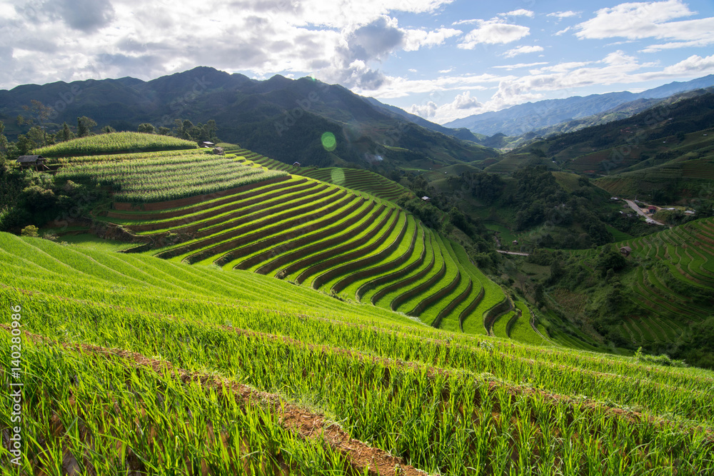 green Terraced ,Rice Field motion by strong wind on cloudy day and sunlight,motion blur,Lens Flare