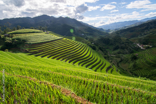 green Terraced ,Rice Field motion by strong wind on cloudy day and sunlight,motion blur,Lens Flare