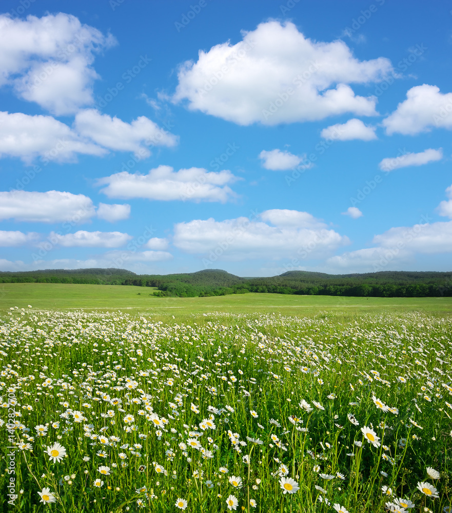 Fototapeta premium Spring daisy flowers