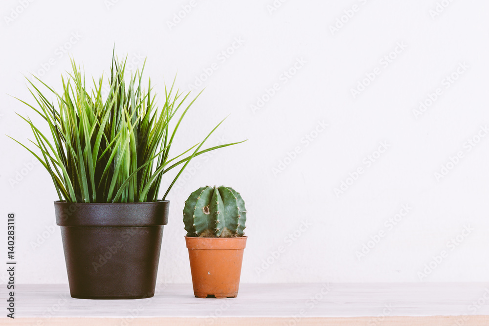 Green grass in a pot Green grass in a pot