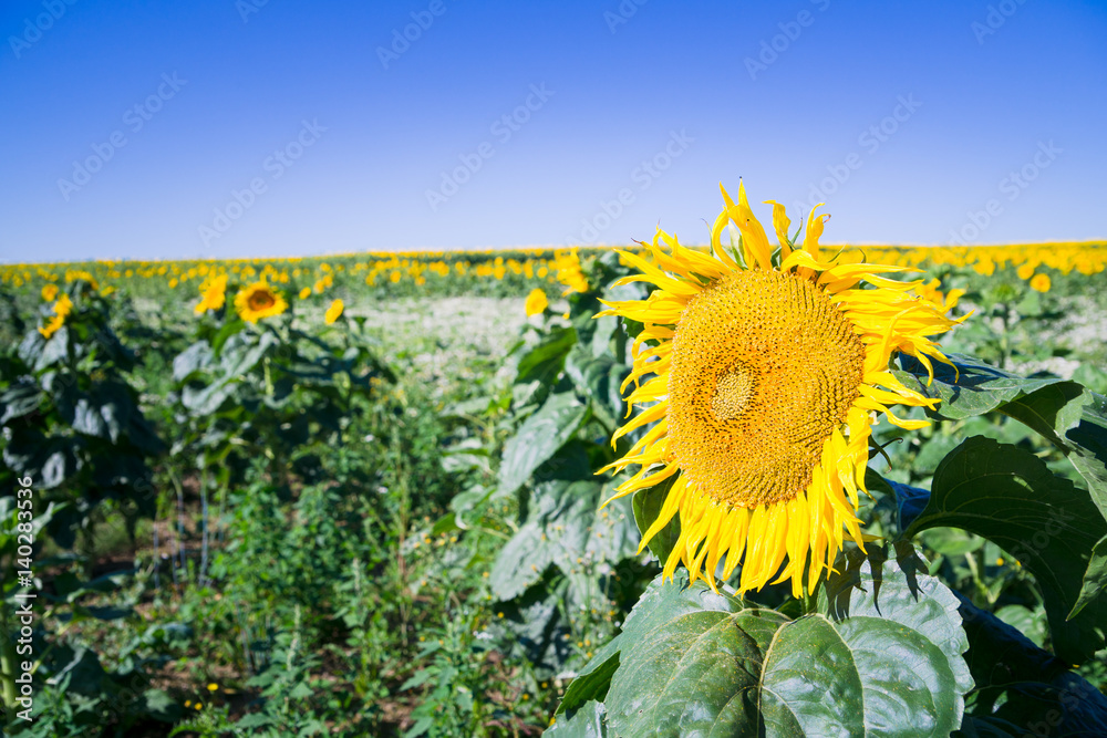 Close up of a sunflower on a sunflower field under a blue sunny sky