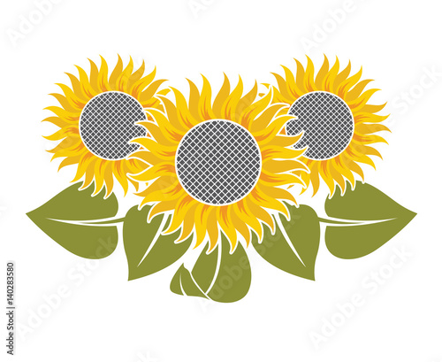 illustration with flowers of sunflower and leaves