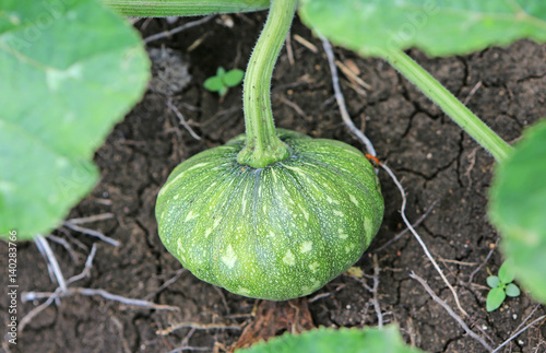 green pumpkin growing on the vegetable patch