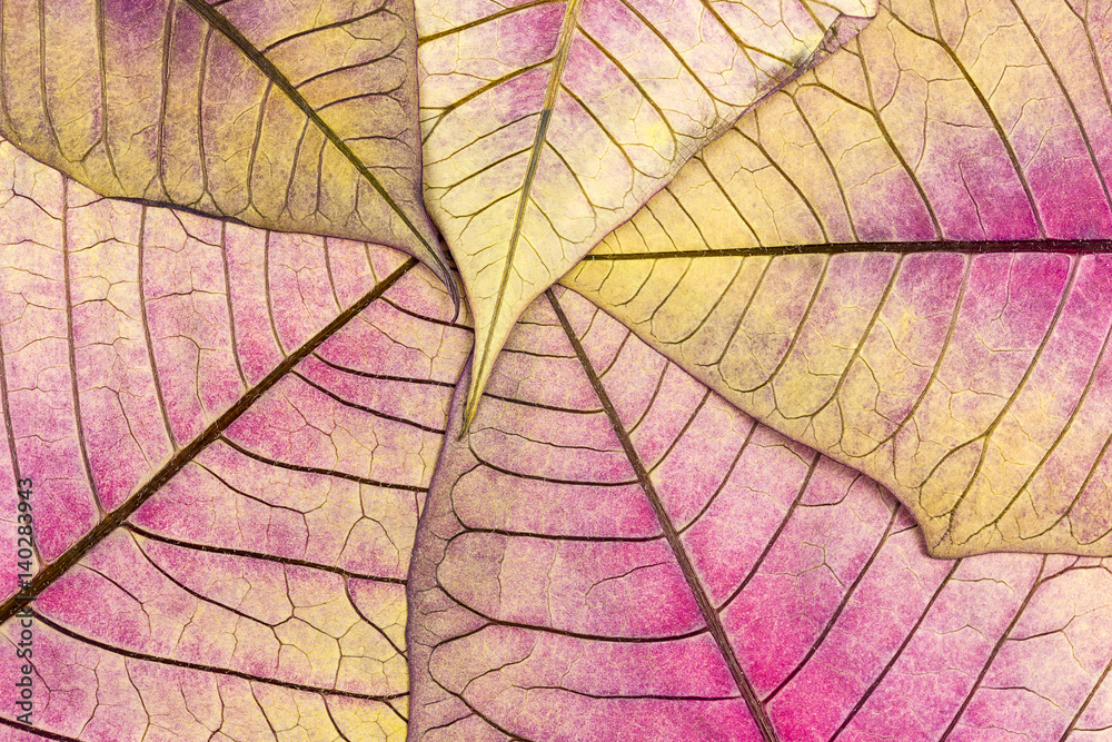 Obraz premium texture with leaf veins of withered poinsettia flower