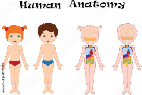 Boy and girl unclothed. Human anatomy for kids
