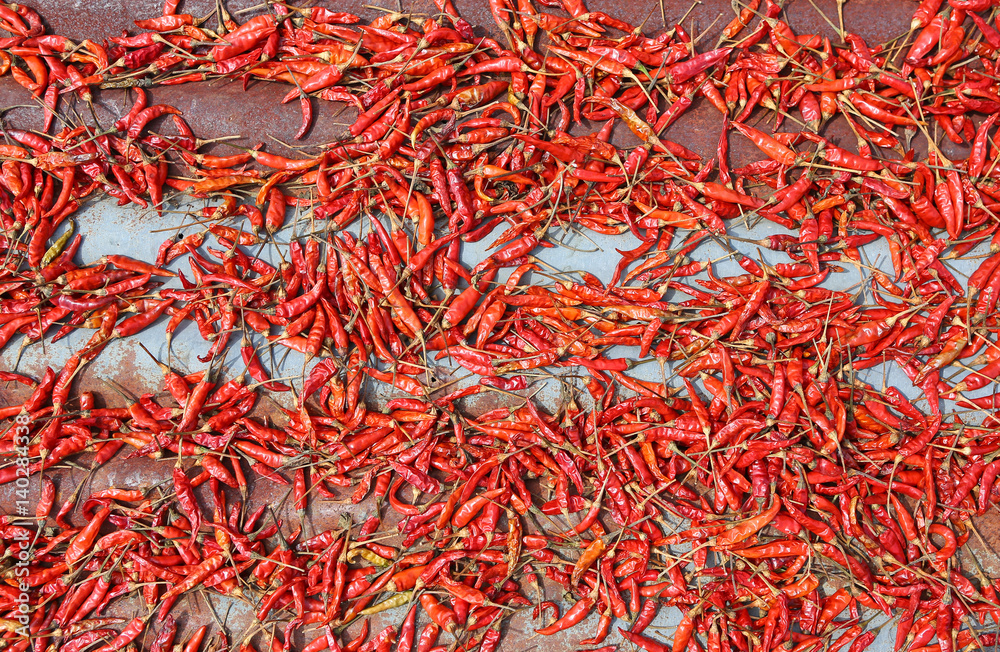 Hot chilli is drying on old zinc sheets. During midday