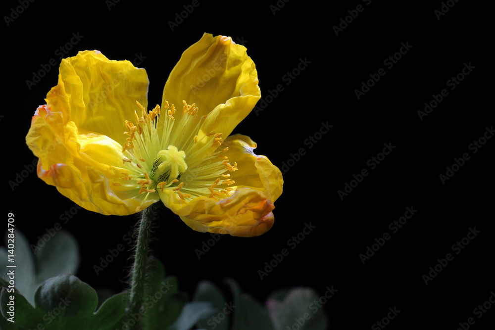 Fototapeta premium yellow poppy blooming on black