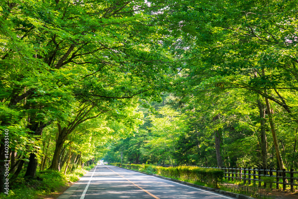 Obraz premium 車道：緑のトンネル