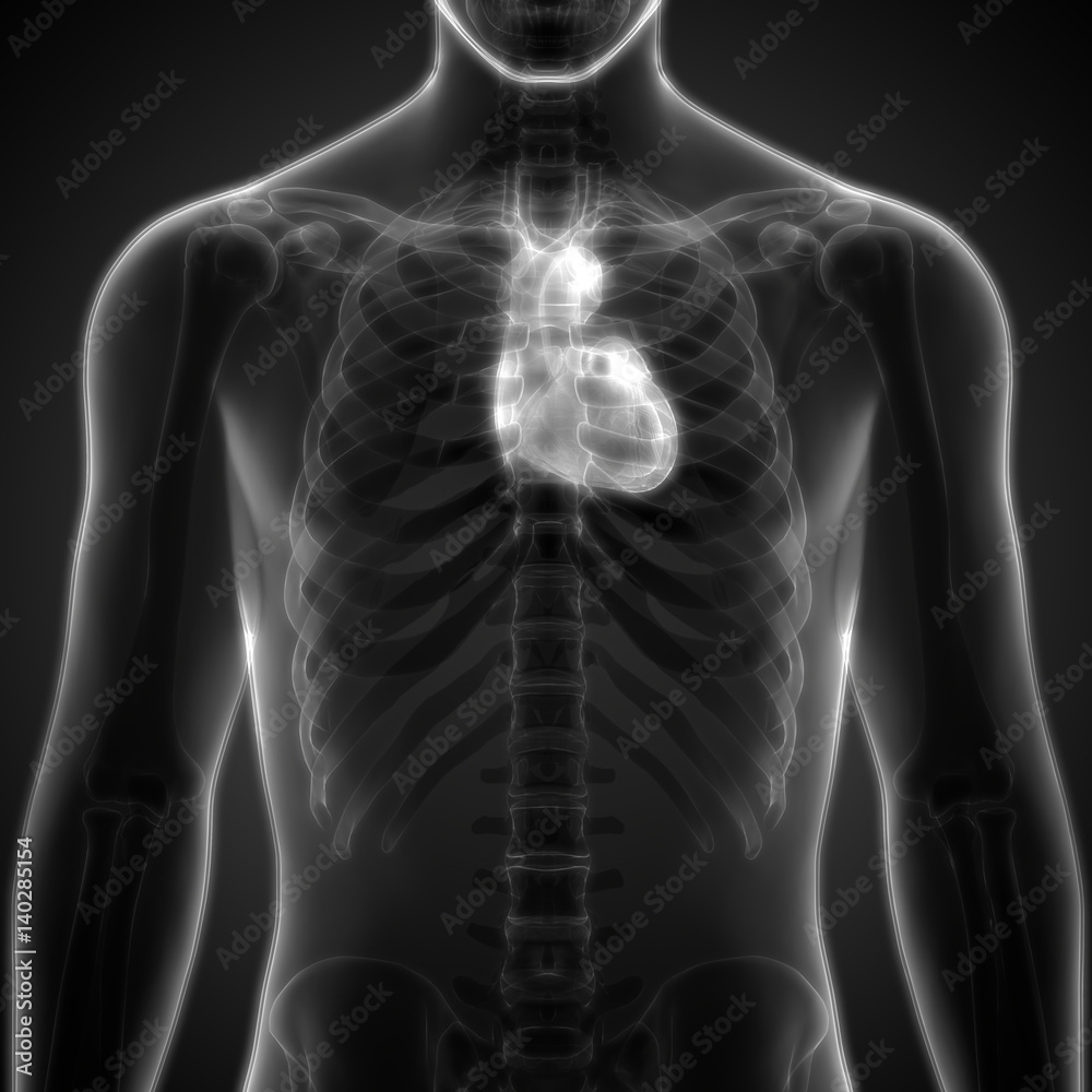 Human Body Organs (Heart Anatomy) in xray scan Stock Illustration