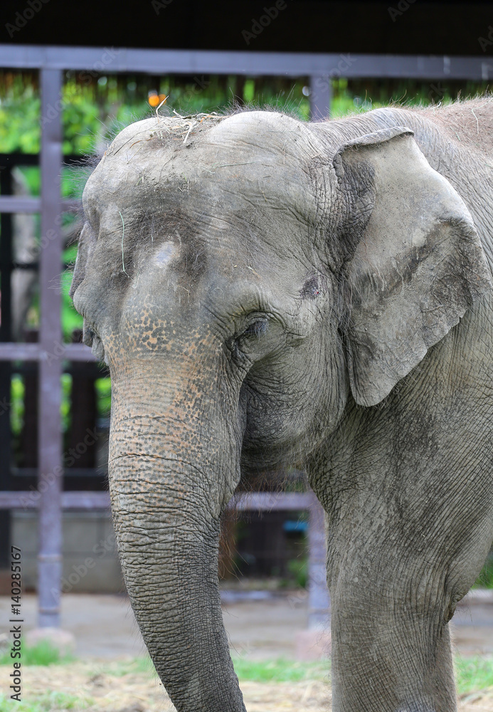 Fototapeta premium Close up of an Elephant in the zoo