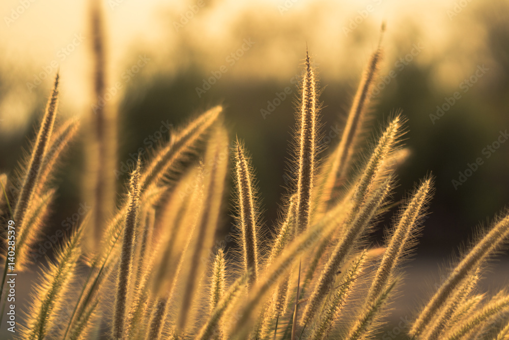 Obraz premium flower grass in summer blossom