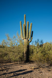 saguaro cactus Arizona desert hills