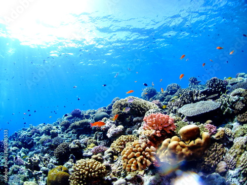 カラフルな珊瑚礁 © masahirosuzuki