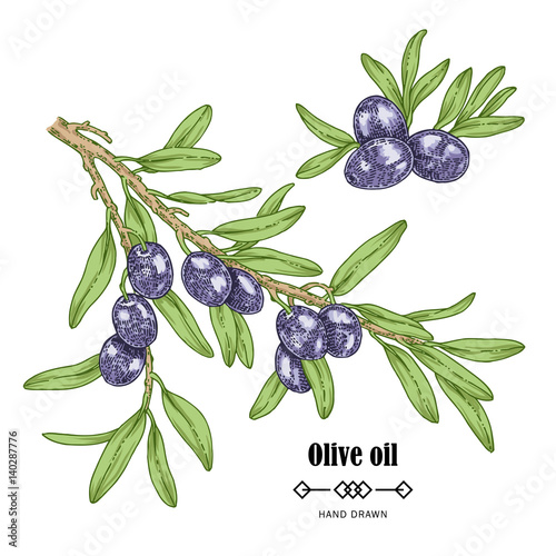 Hand drawn black olive branch in sketch style. Vector illustration isolated on white background. Olive oil design element