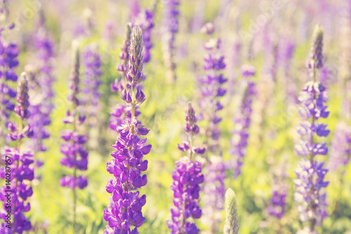 Wildflowers field