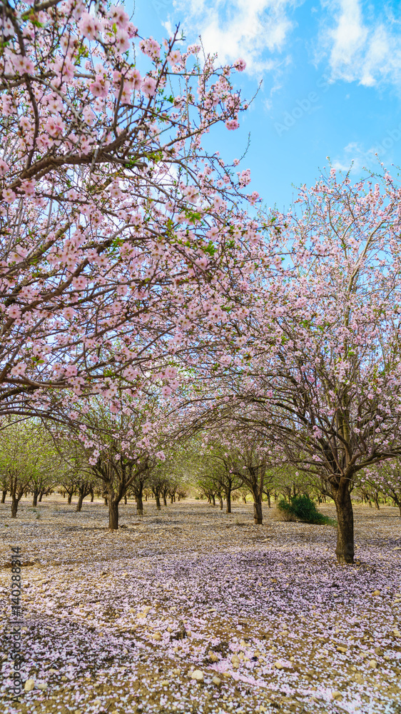 Fototapeta premium garden with flowering fruit trees