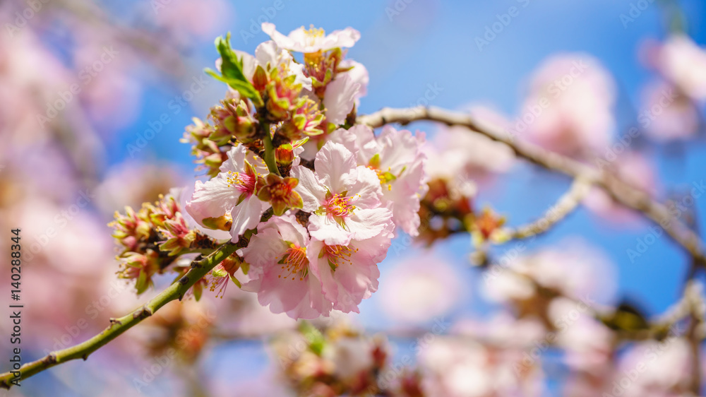 Blossoming peach tree branch