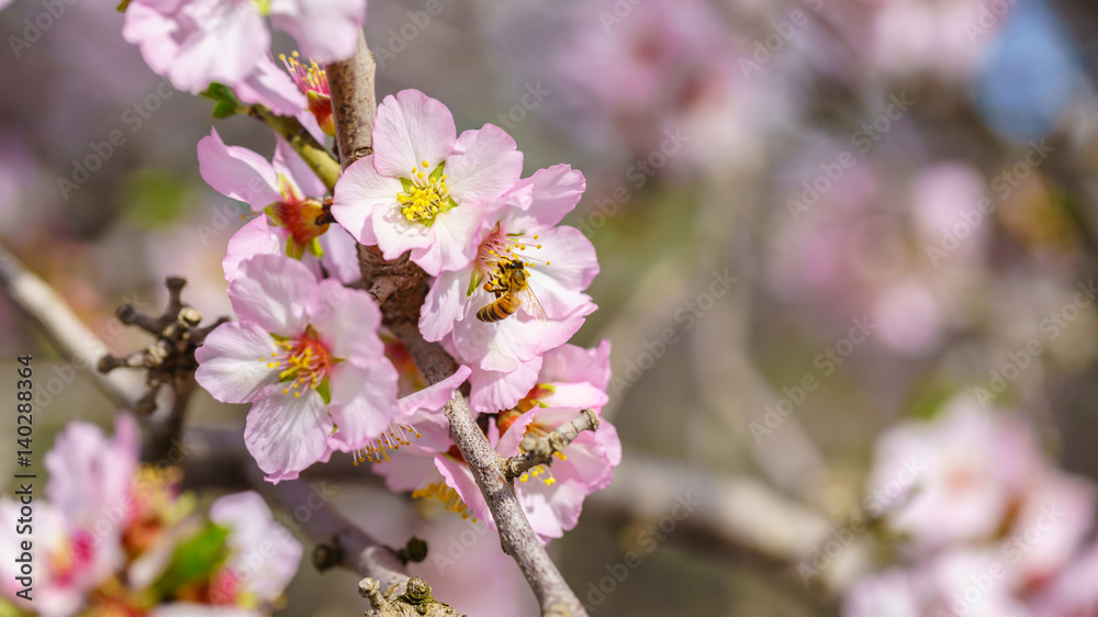 Blossoming peach tree