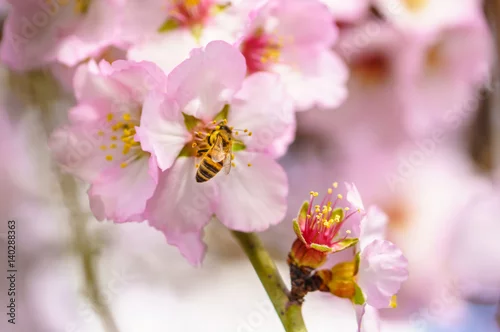 Obraz Kwitnąca brzoskwinia