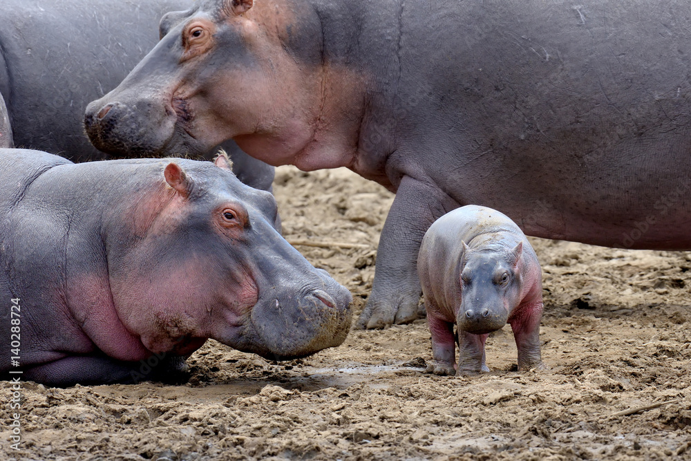 Hippo family (Hippopotamus amphibius) Hippo family (Hippopotamus amphibius)