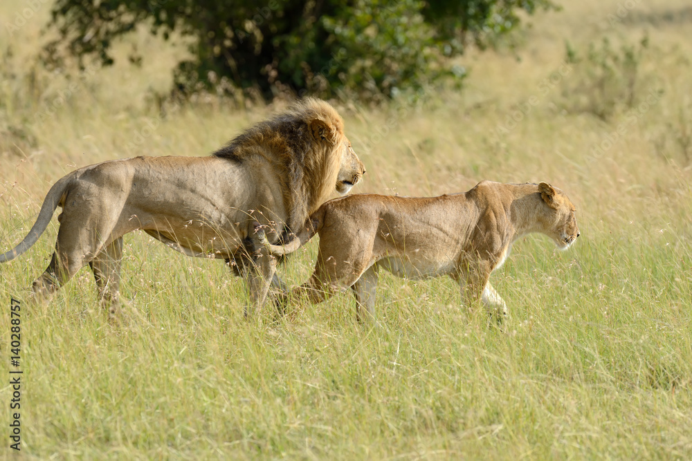Naklejka premium Lion in National park of Kenya