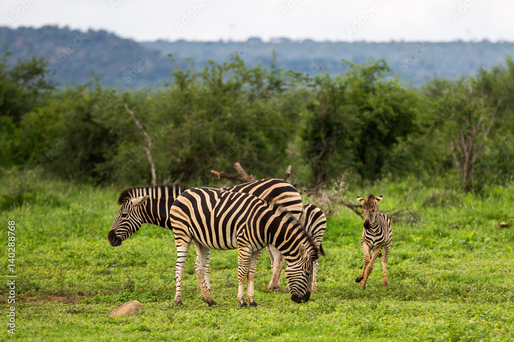 Fototapeta premium Plains Zebra