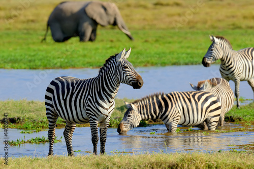 Fototapeta Naklejka Na Ścianę i Meble -  Zebra on grassland in Africa