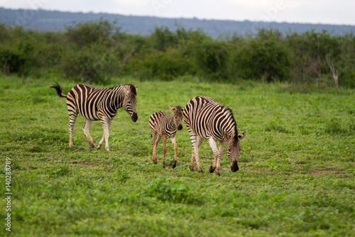 Plains Zebra