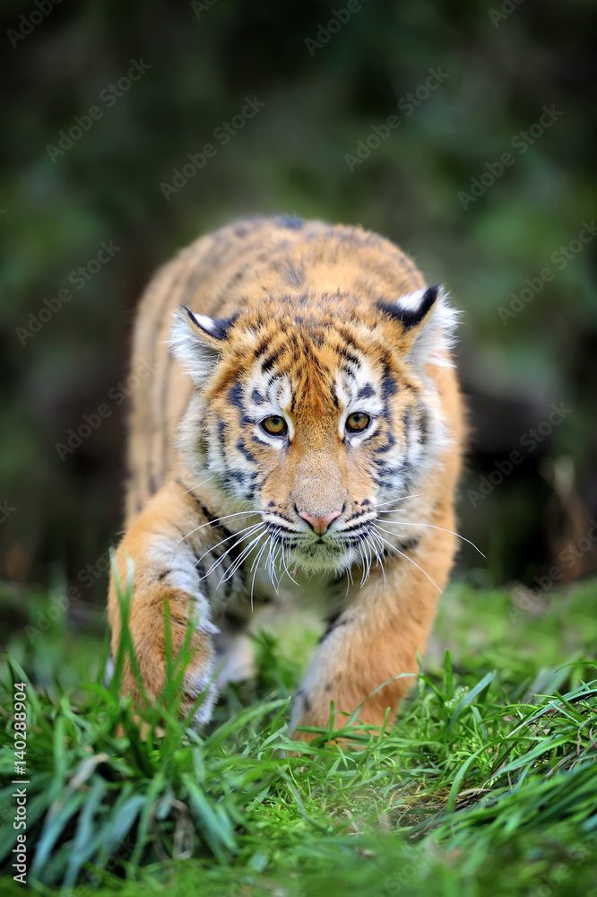 Obraz premium Tiger cub in grass