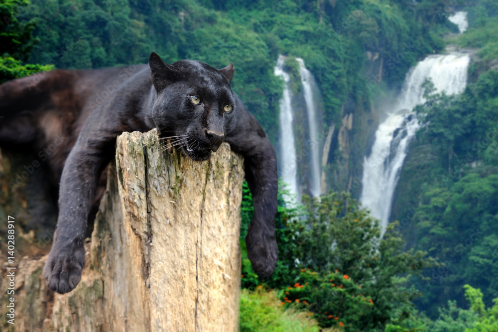 Obraz premium Black leopard on waterfall background