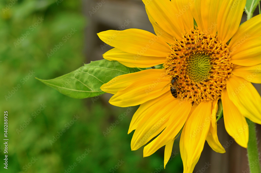 Bee collecting pollen from a sunflower, side view. Summer floral background with copy space. Bee collecting pollen from a sunflower, side view. Summer floral background with copy space.