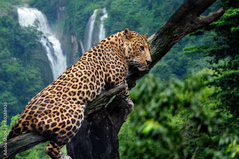 Fototapeta premium Leopard on waterfall background