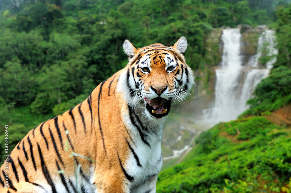 Fototapeta premium Tiger on the background of a waterfall