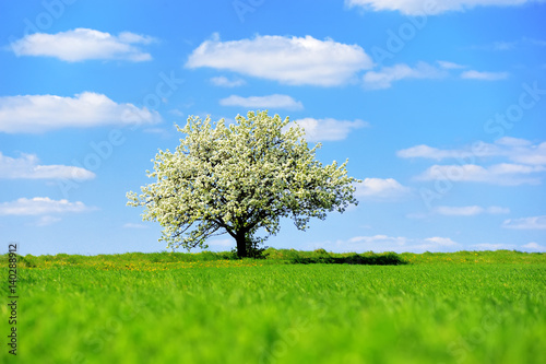 Single blossoming tree in spring