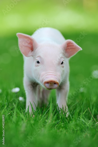 Young pig on grass © byrdyak