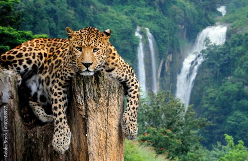 Leopard on waterfall background