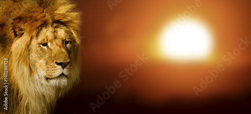 Lion portrait at sunset © byrdyak