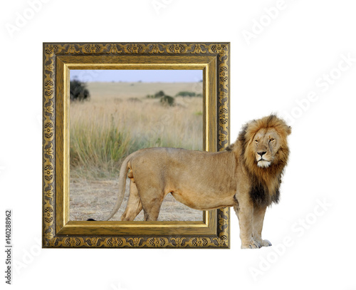 Lion in frame with 3d effect