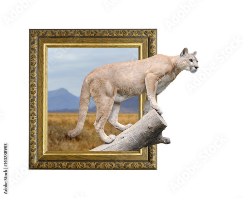 Puma in frame with 3d effect