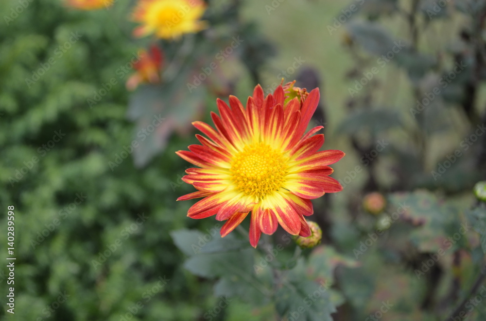 when you laugh, flower lough.. A true beauty of nature when you laugh, flower lough.. A true beauty of nature