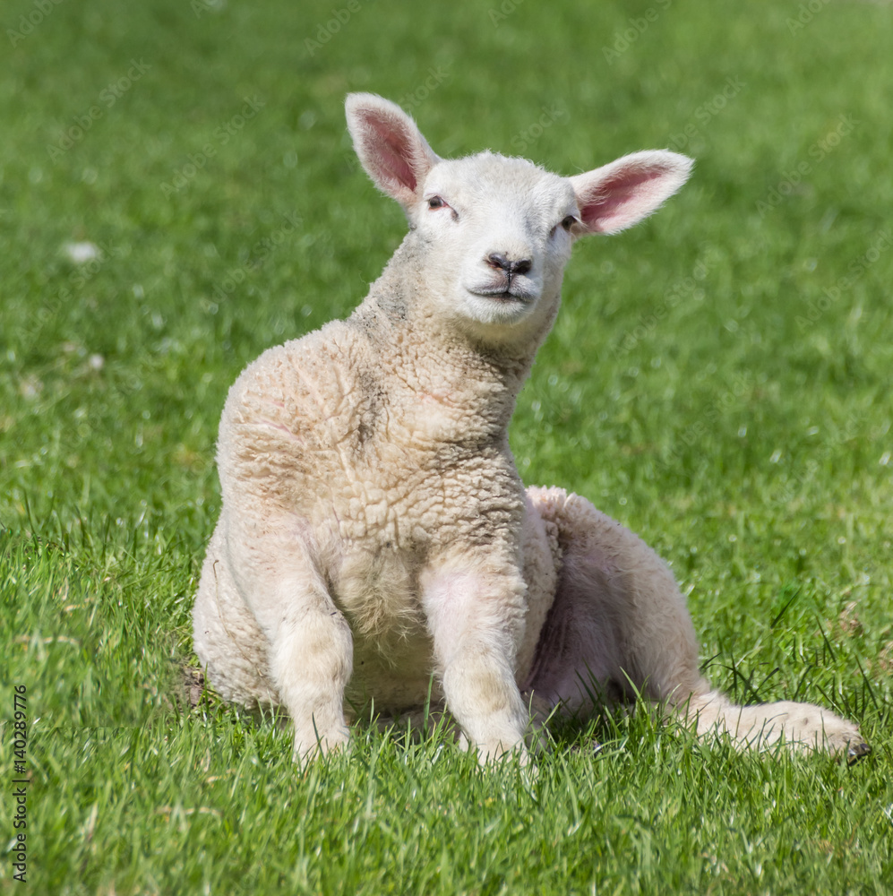 Young lamb sitting in the grass Young lamb sitting in the grass