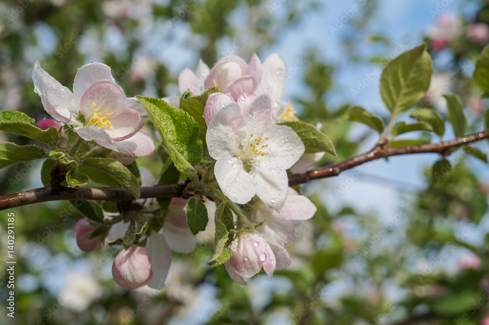 Flowering branch of Apple tree in spring garden Flowering branch of Apple tree in spring garden