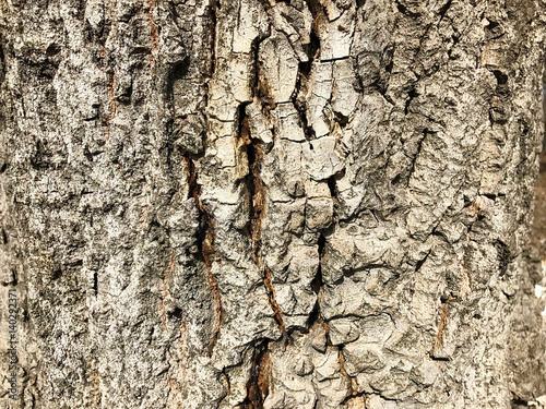 Bark on the tree.